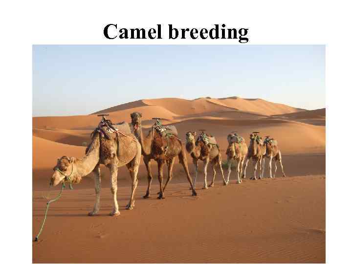 Camel breeding 