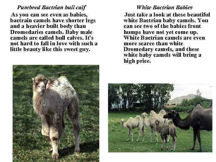 Purebred Bactrian bull calf As you can see even as babies, bactrain camels have