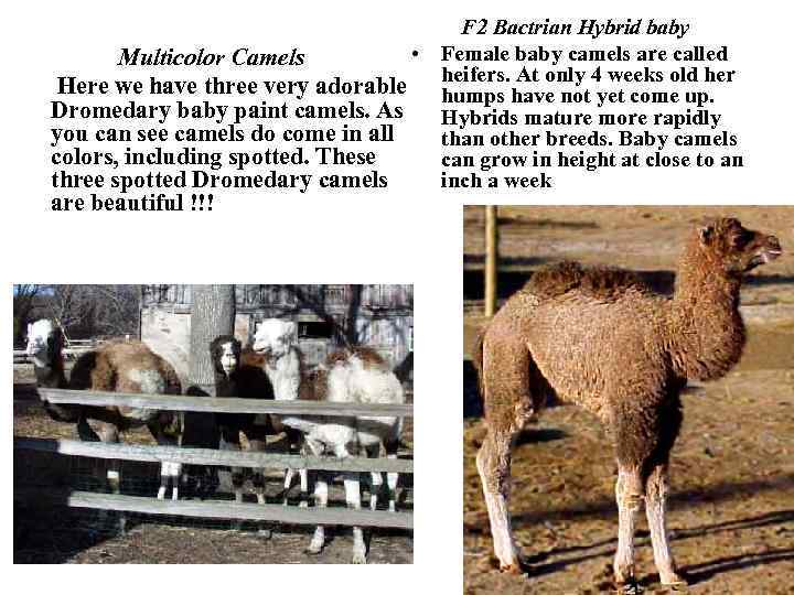 F 2 Bactrian Hybrid baby • Female baby camels are called Multicolor Camels heifers.