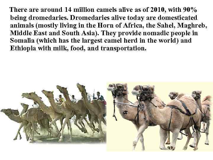 There around 14 million camels alive as of 2010, with 90% being dromedaries. Dromedaries