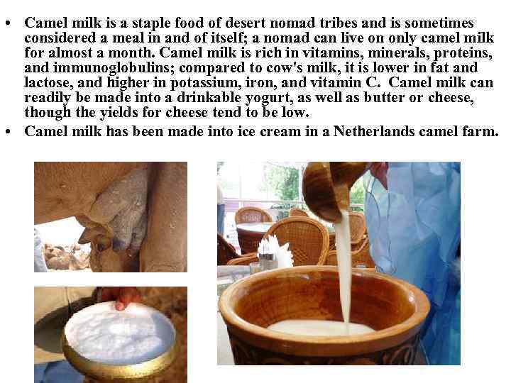  • Camel milk is a staple food of desert nomad tribes and is