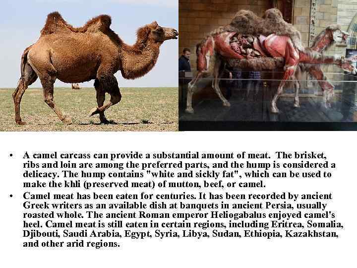  • A camel carcass can provide a substantial amount of meat. The brisket,