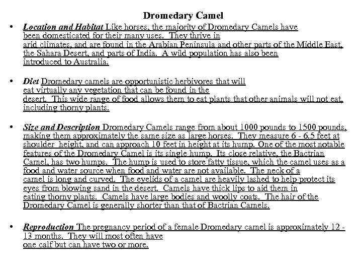 Dromedary Camel • Location and Habitat Like horses, the majority of Dromedary Camels have