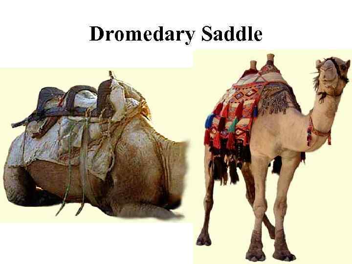 Dromedary Saddle 