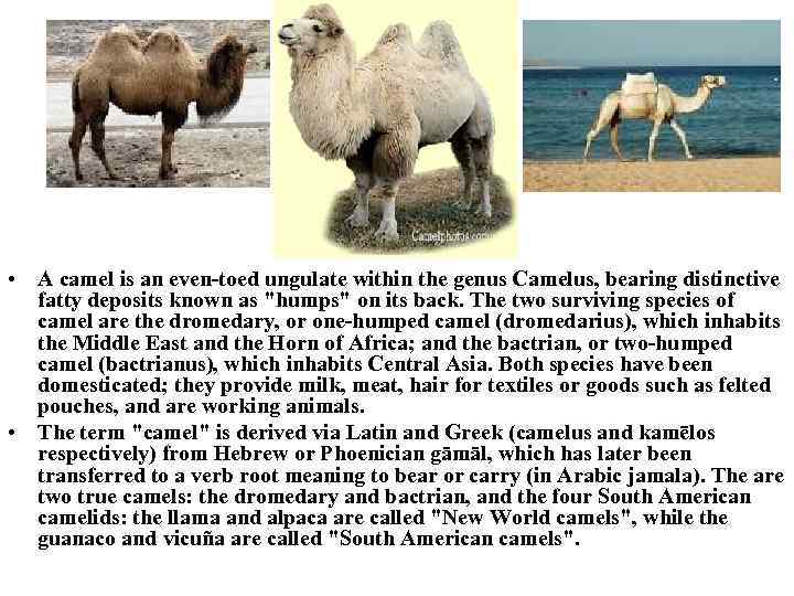  • A camel is an even-toed ungulate within the genus Camelus, bearing distinctive