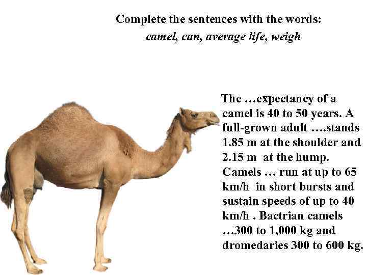 Complete the sentences with the words: camel, can, average life, weigh The …expectancy of