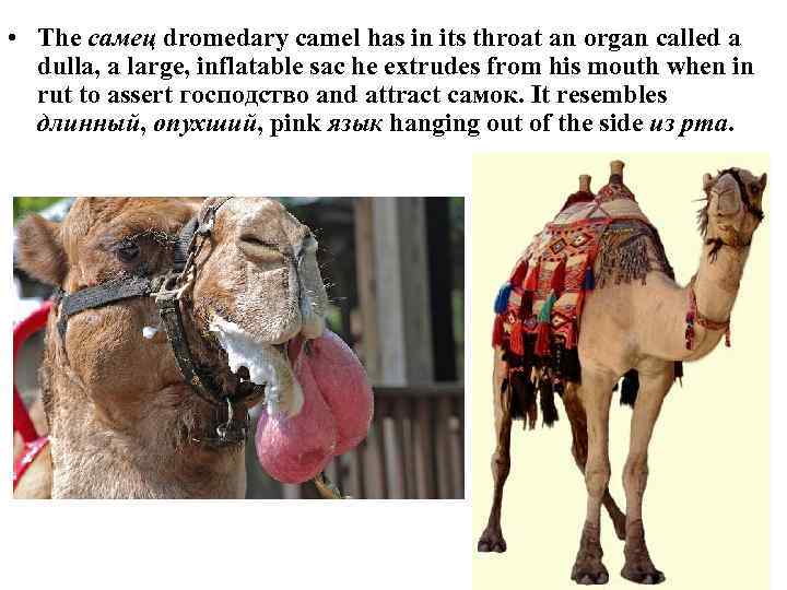  • The самец dromedary camel has in its throat an organ called a