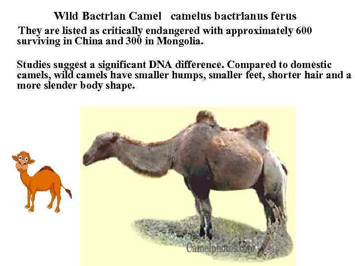 Wild Bactrian Camel camelus bactrianus ferus They are listed as critically endangered with approximately