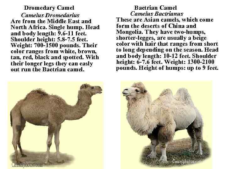 Camel Breeding Vocabulary Colt