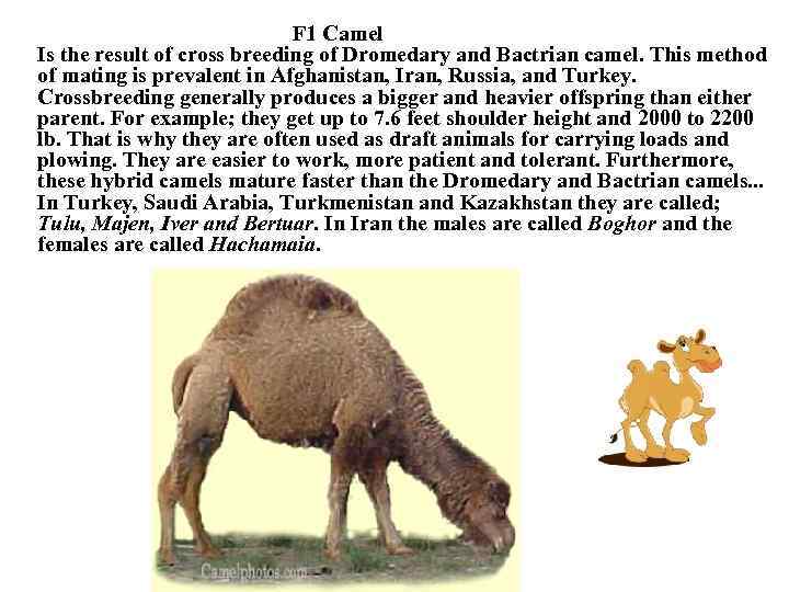 F 1 Camel Is the result of cross breeding of Dromedary and Bactrian camel.