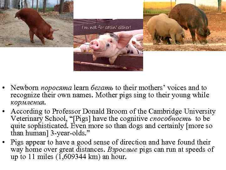  • Newborn поросята learn бегать to their mothers’ voices and to recognize their