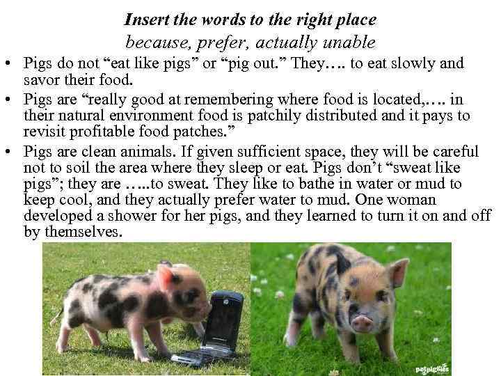 Insert the words to the right place because, prefer, actually unable • Pigs do