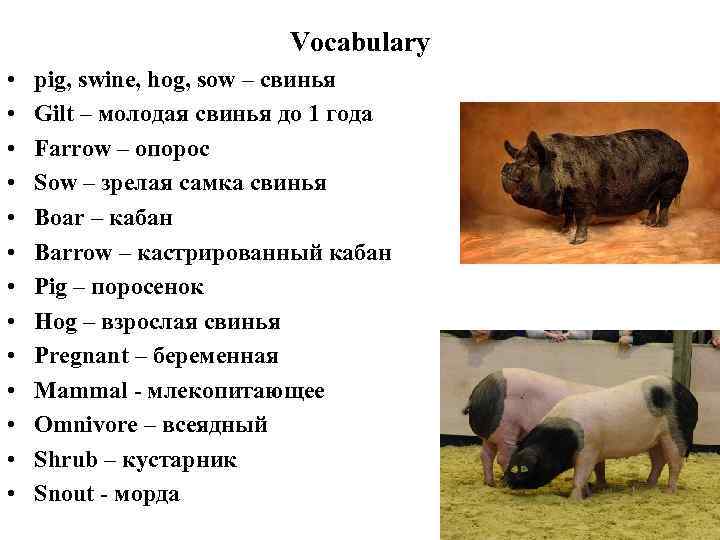 Vocabulary • • • • pig, swine, hog, sow – свинья Gilt – молодая