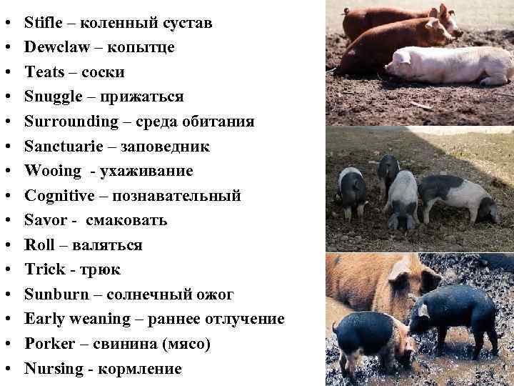  • • • • Stifle – коленный сустав Dewclaw – копытце Teats –