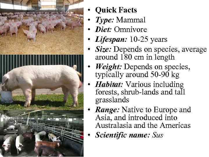  • • • Quick Facts Type: Mammal Diet: Omnivore Lifespan: 10 -25 years