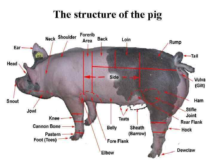 Pig-breeding Vocabulary pig