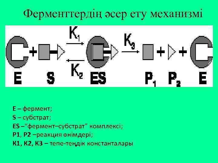 Ферменттердің әсер ету механизмі Е – фермент; S – субстрат; ES –“фермент–субстрат” комплексі; Р