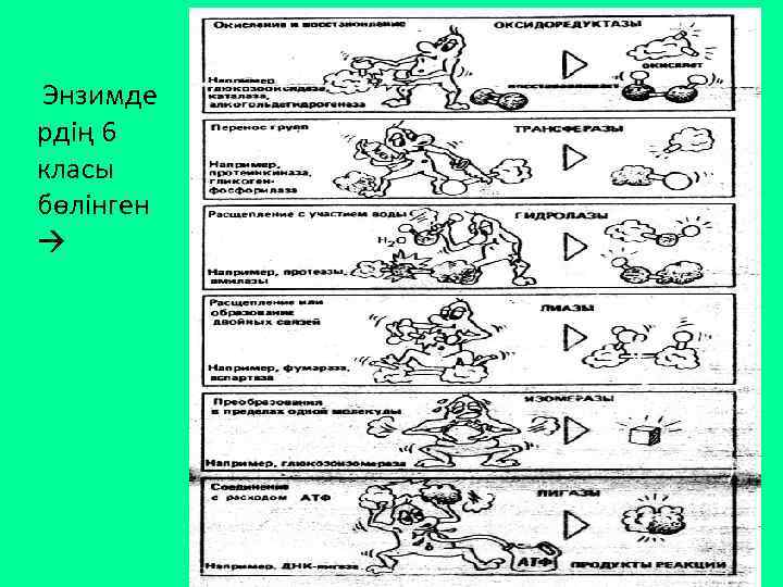 Энзимде рдің 6 класы бөлінген 