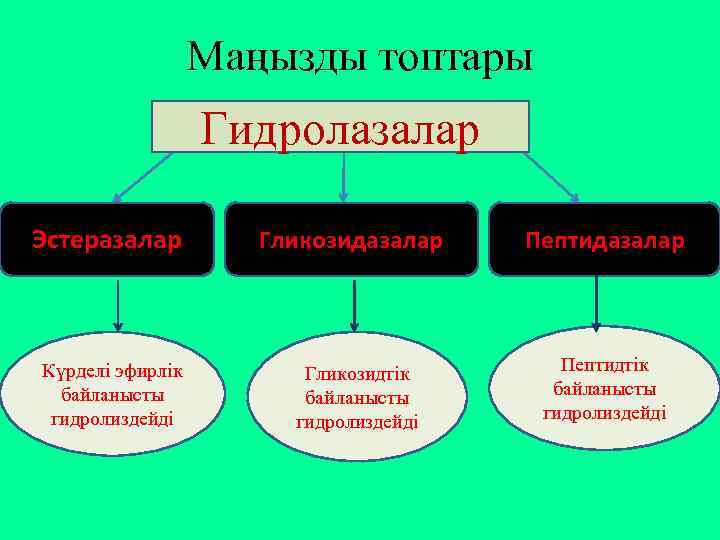 Маңызды топтары Гидролазалар Эстеразалар Гликозидазалар Пептидазалар Күрделі эфирлік байланысты гидролиздейді Гликозидтік байланысты гидролиздейді Пептидтік