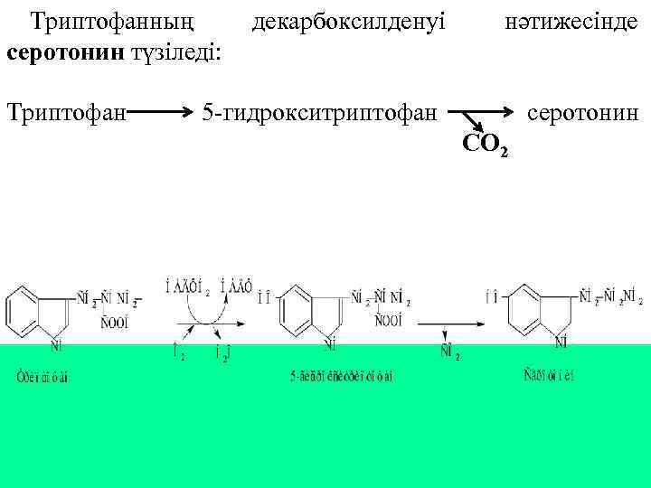Триптофанның серотонин түзіледі: Триптофан декарбоксилденуі нәтижесінде 5 -гидрокситриптофан серотонин СО 2 