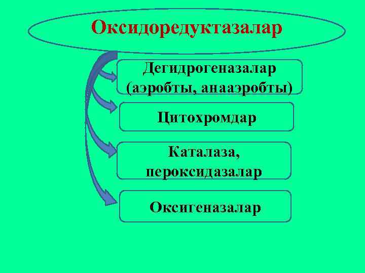 Оксидоредуктазалар Дегидрогеназалар (аэробты, анааэробты) Цитохромдар Каталаза, пероксидазалар Оксигеназалар 