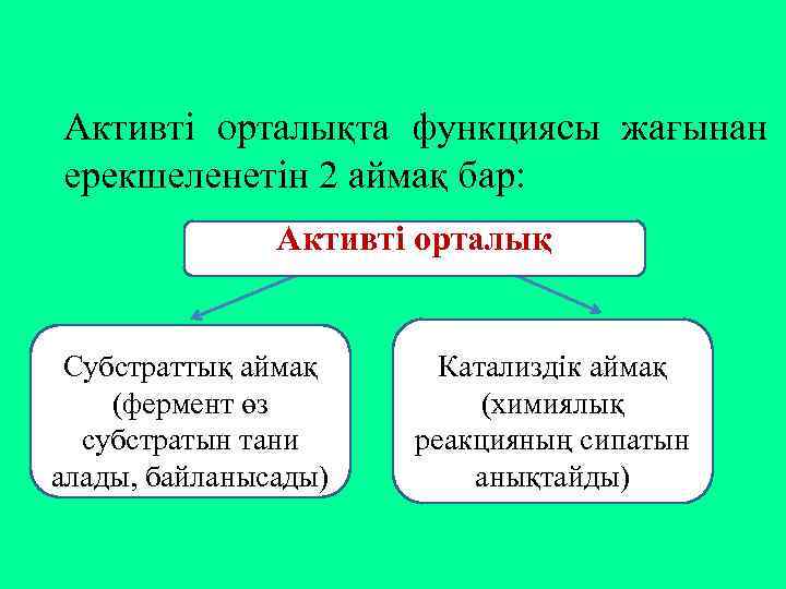 Активті орталықта функциясы жағынан ерекшеленетін 2 аймақ бар: Активті орталық Субстраттық аймақ (фермент өз