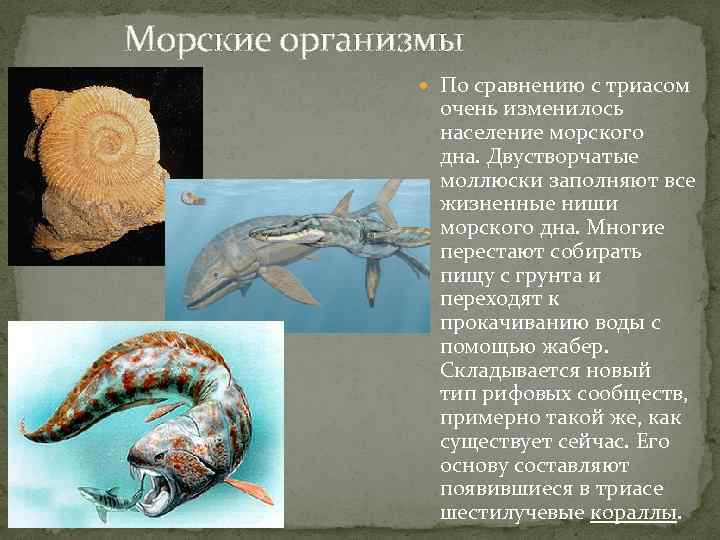 Морские организмы По сравнению с триасом очень изменилось население морского дна. Двустворчатые моллюски заполняют