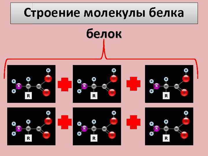 Строение молекулы белка белок 
