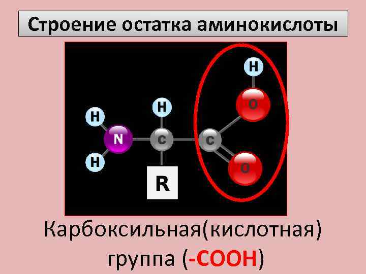 Строение остатка аминокислоты Карбоксильная(кислотная) группа (-COOH) 