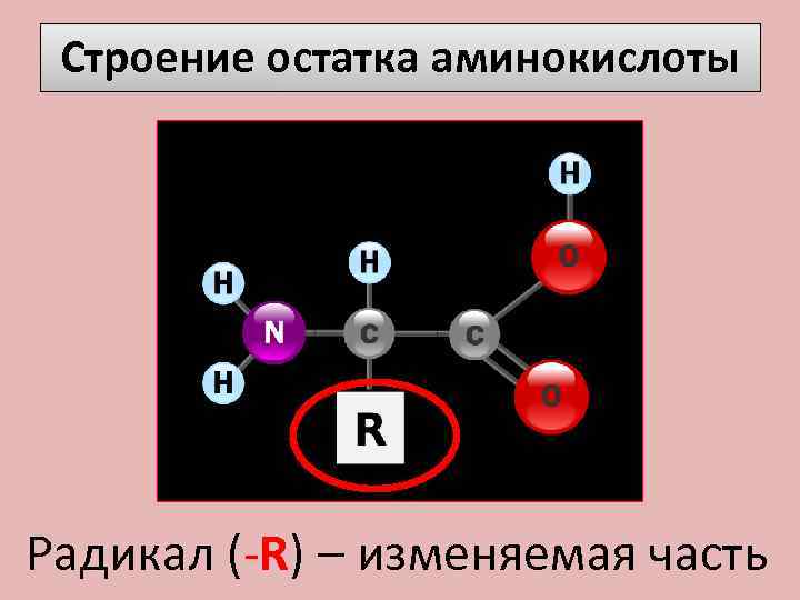 Строение остатка аминокислоты Радикал (-R) – изменяемая часть 