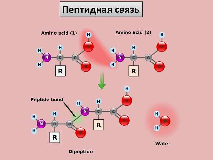 Пептидная связь 