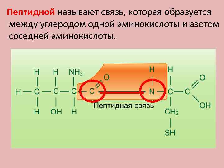 Укажите изображение пептидной связи между двумя аминокислотами в молекуле белка