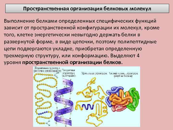 Пространственная организация белковых молекул Выполнение белками определенных специфических функций зависит от пространственной конфигурации их