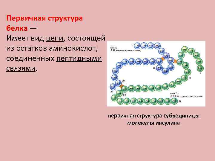 Первичная структура белка — Имеет вид цепи, состоящей из остатков аминокислот, соединенных пептидными связями.