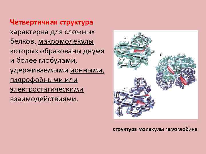 Четвертичная структура характерна для сложных белков, макромолекулы которых образованы двумя и более глобулами, удерживаемыми