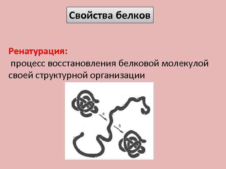 Свойства белков Ренатурация: процесс восстановления белковой молекулой своей структурной организации 