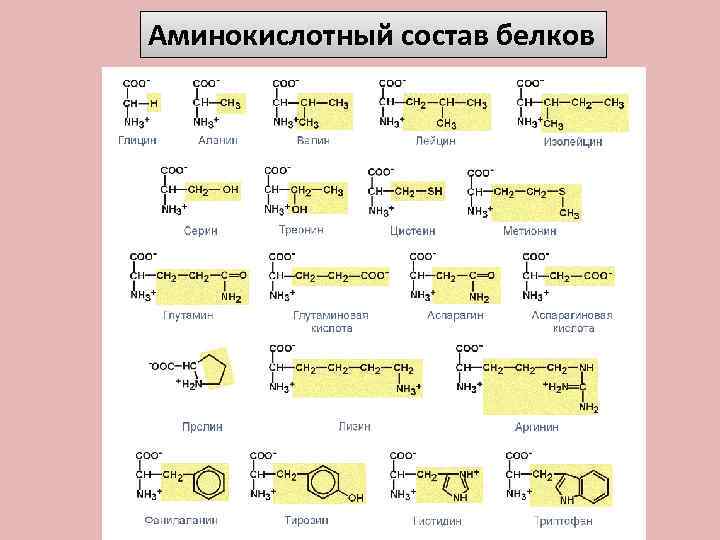 Аминокислотный состав белков 