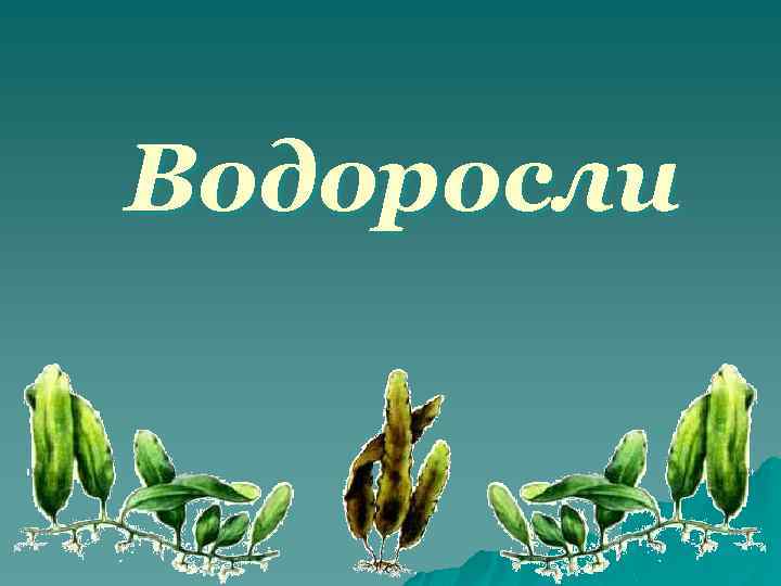 Водоросли 