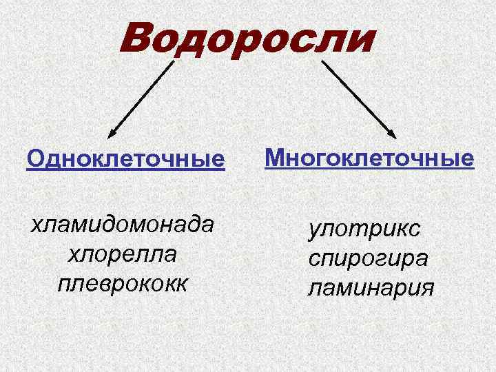 Водоросли Одноклеточные Многоклеточные хламидомонада хлорелла плеврококк улотрикс спирогира ламинария 