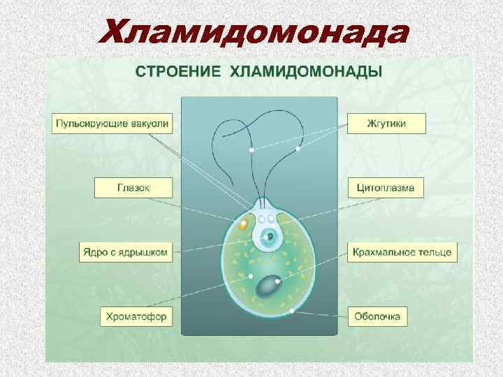 Органы одноклеточных водорослей. Строение одноклеточной водоросли хламидомонады. Цистозигота хламидомонады. Строение одноклеточной водоросли хламидомонады биология 6 класс. Строение одноклеточных водорослей.