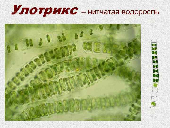 Улотрикс – нитчатая водоросль 