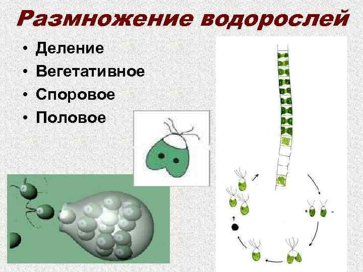 Размножение водорослей • • Деление Вегетативное Споровое Половое 