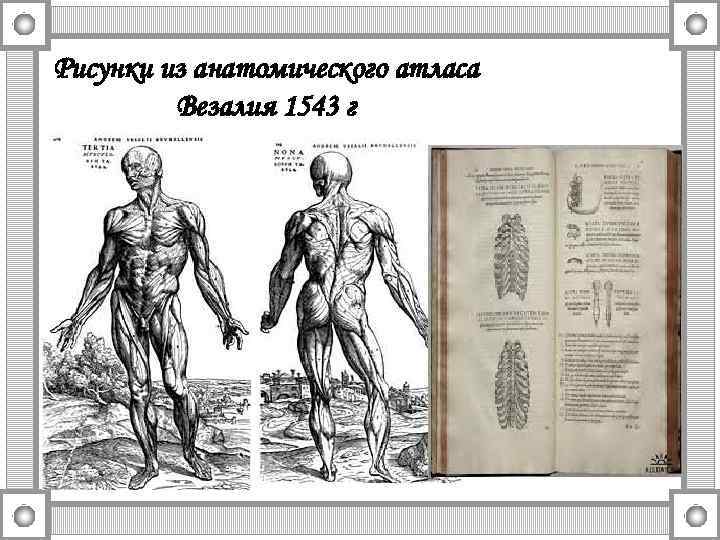 Рисунки из анатомического атласа Везалия 1543 г 