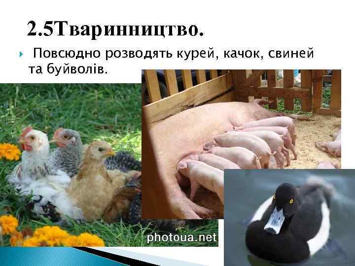 2. 5 Тваринництво. Повсюдно розводять курей, качок, свиней та буйволів. 