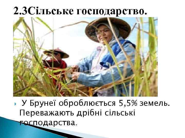 2. 3 Сільське господарство. У Брунеї оброблюється 5, 5% земель. Переважають дрібні сільські господарства.