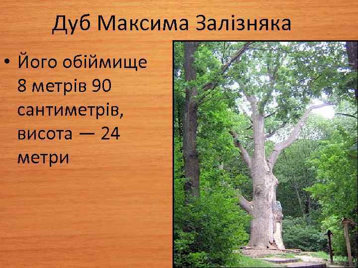Дуб Максима Залізняка • Його обіймище 8 метрів 90 сантиметрів, висота — 24 метри