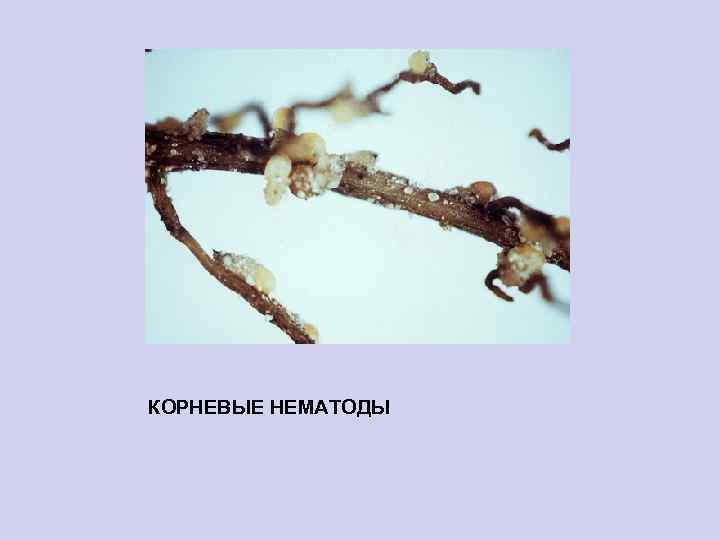  КОРНЕВЫЕ НЕМАТОДЫ 