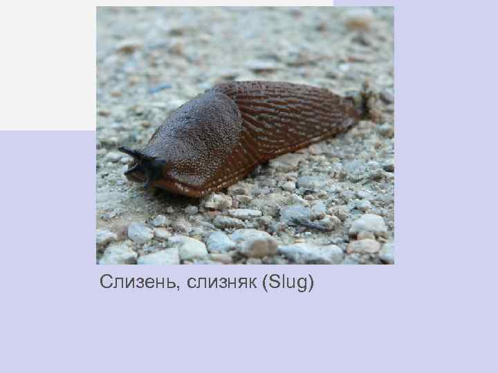  Слизень, слизняк (Slug) 