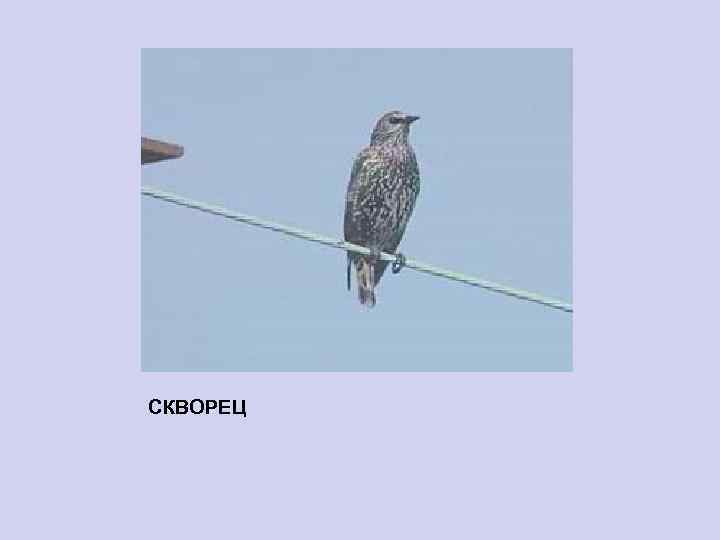 СКВОРЕЦ 