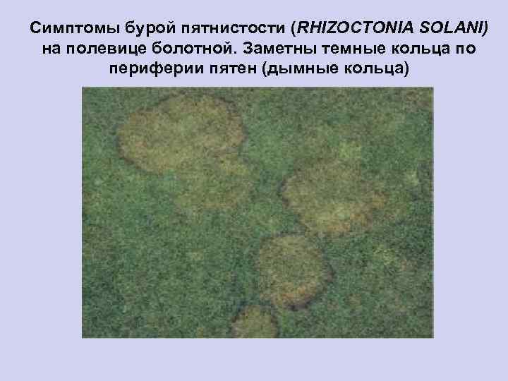 Симптомы бурой пятнистости (RHIZOCTONIA SOLANI) на полевице болотной. Заметны темные кольца по периферии пятен